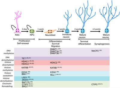 Nano-Neurogenesis for CNS Diseases and Disorders